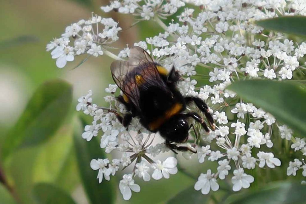Hummel auf weißer Blütendolde